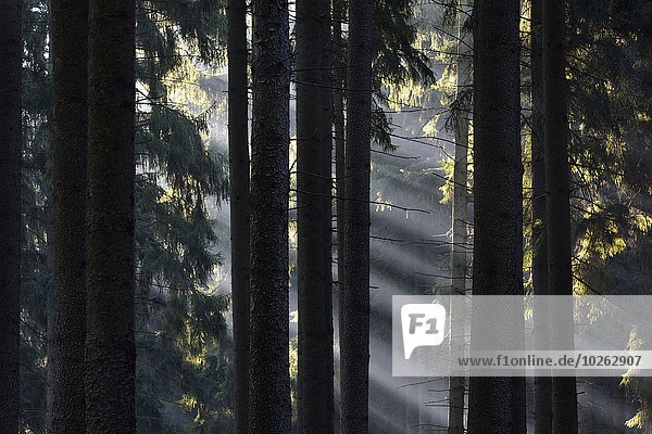 Morgen Wald Nebel Deutschland Niedersachsen