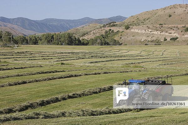 New Holland T7 Tractor with BB340 large square baler baling alfalfa in a river bottom; Preston  Idaho  United States of America