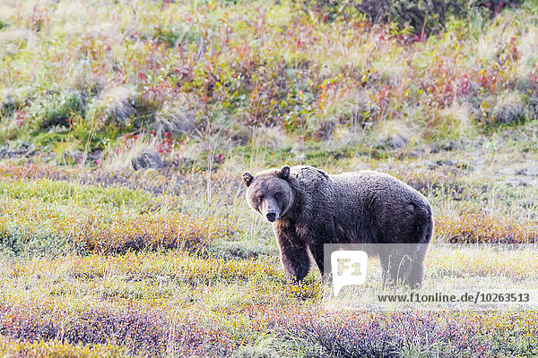 A grizzly bear stands in colorful fall tundra in Denali National Park  Interior Alaska   Fall  USA.