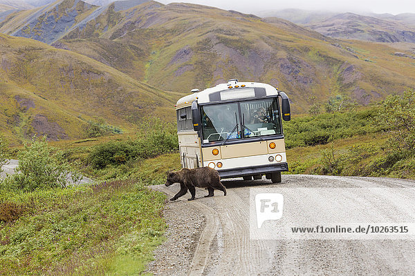A grizzly bear walks across the Park Road in front of a wilderness tours bus in Denali National Park  Interior Alaska  Summer  USA.