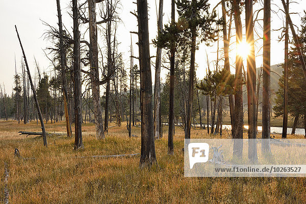 Sun through Trees in Forest in Autumn Yellowstone National Park Wyoming USA