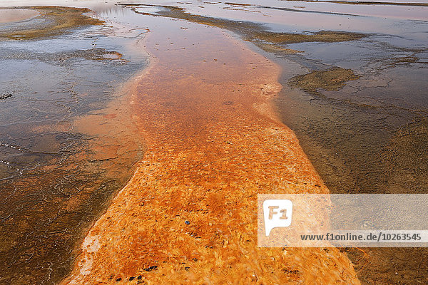 Orange Bacteria Mat of Grand Prismatic Spring  Midway Geyser Basin  Yellowstone National Park  Teton County  Wyoming  USA