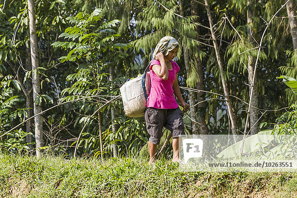 Frau gehen Feld Reis Reiskorn Borneo Indonesien