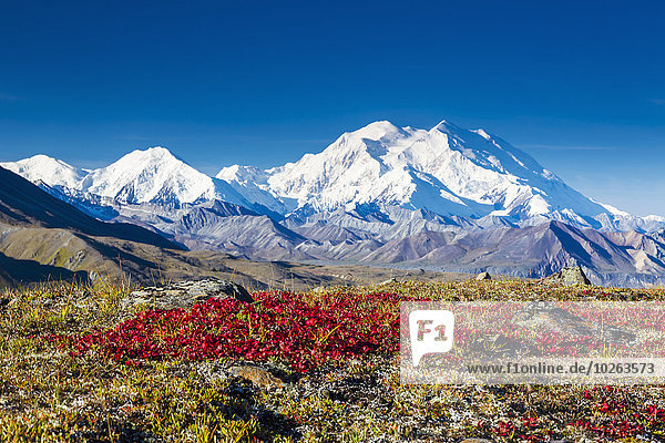 Vereinigte Staaten von Amerika USA Nationalpark Landschaftlich schön landschaftlich reizvoll rot Fokus auf den Vordergrund Fokus auf dem Vordergrund Ansicht Denali Nationalpark Mount McKinley Tundra
