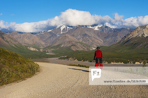 A bicyclist riding on the park road towards the Eielson area in Denali National Park  Interior Alaska  summer