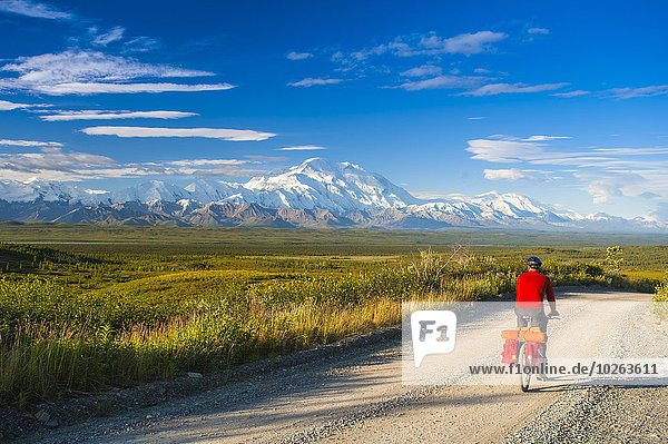 A man bicycle touring in Denali National Park with Mt. McKinley in the background  Interior Alaska  Summer