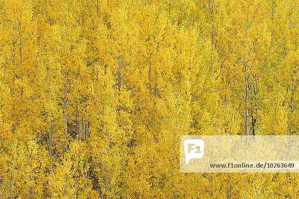 American Aspen Trees (Populus tremuloides) with Autumn Foliage  Grand Teton National Park  Jackson  Wyoming  USA