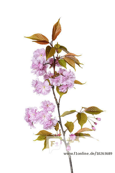 Kirsche weiß Blüte Hintergrund Pflaume japanisch