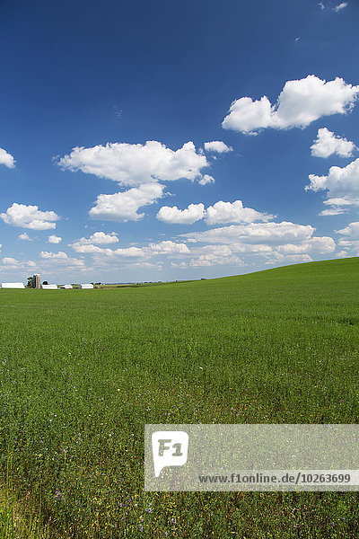 Scenic view of an alfalfa field on a sunny day; Iowa  United States of America