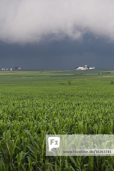 An approaching storm over a corn field near Strawberry Point; Iowa  United States of America