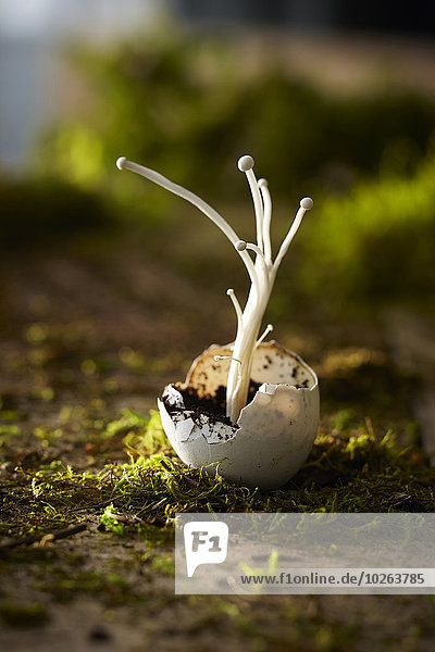 One Broken Egg Shell with Enoki Mushrooms Growing out of it on Dirt and Moss