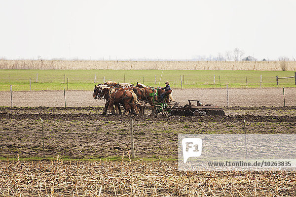 Amish boy plowing a field with horses  near Hazelton; Iowa  United States of America