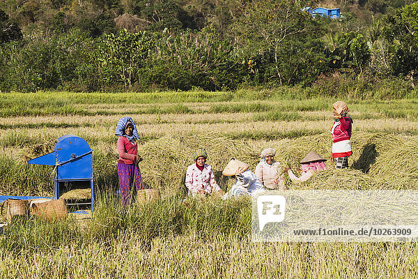 Frau ernten Reis Reiskorn Pause Indonesien Pause machen