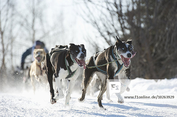 Dogs teams run through the city for the 2011 Fur Rondy World Championship Sled Dog Races in Anchorage  Alaska