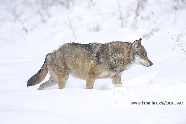Grauwolf Canis lupus pambasileus Bayerischer Wald Bayrischer Wald Bayerwald Winter europäisch Close-up Bayern Deutschland