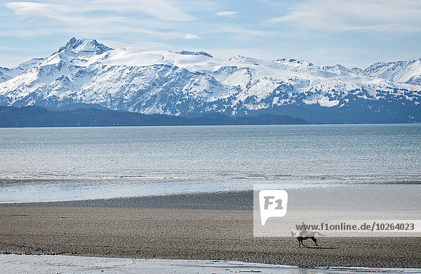 niedrig Fröhlichkeit Strand fahren Gezeiten Herbst reiten - Pferd Kenai-Fjords-Nationalpark mitfahren Kenai-Halbinsel