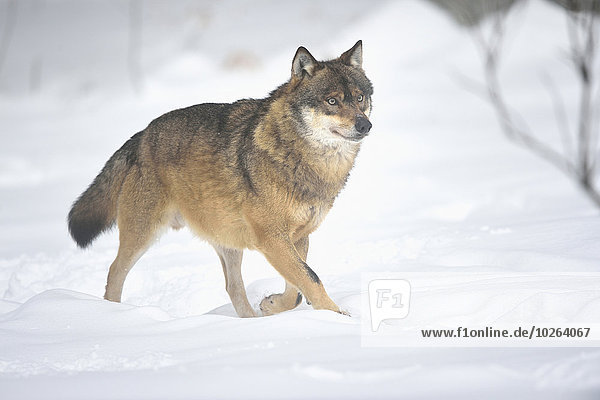 Grauwolf Canis lupus pambasileus Bayerischer Wald Bayrischer Wald Bayerwald Winter europäisch gehen Bayern Deutschland Schnee
