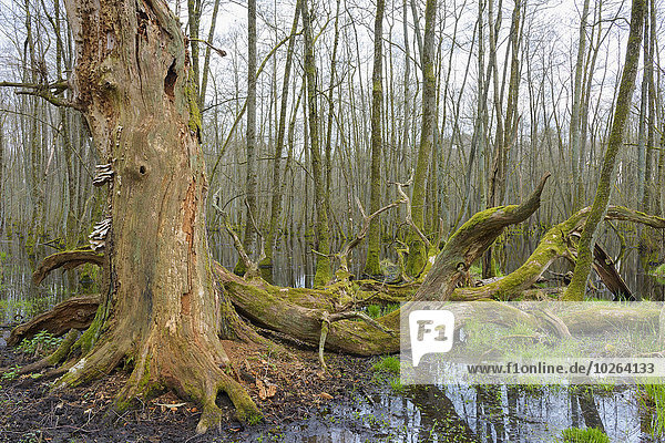 Dead  Old Oak Tree and Black Alders (Alnus glutinosa) in Wetland  Early Spring  Hesse  Germany