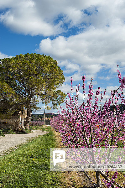 Baum Frucht blühen voll Spanien Tarragona