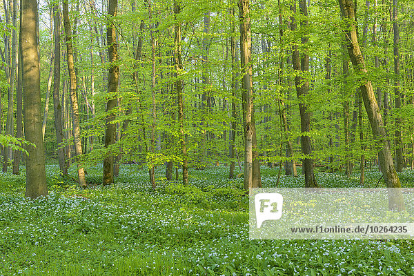 Baum Wald Bärlauch Allium ursinum Buche Buchen Lauch Deutschland Hessen