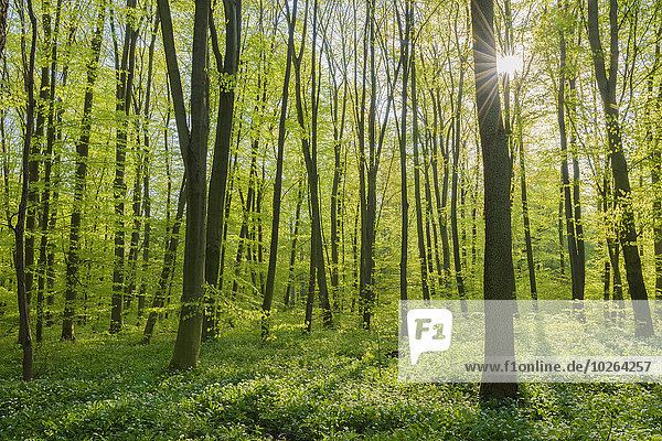 Baum Wald Buche Buchen Deutschland Hessen Sonne