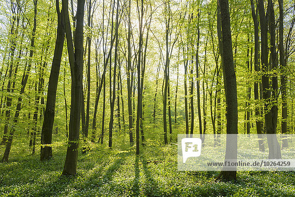 Baum Wald Buche Buchen Deutschland Hessen