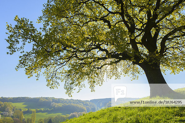 Landschaftlich schön landschaftlich reizvoll Baum früh Eiche Ansicht Deutschland Hessen alt