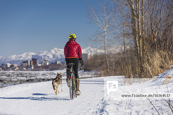 A Young Woman rides a studded tire bicycle with her Alaskan Husky down the Tony Knowles Coastal Trail  Anchorage  Southcentral Alaska  USA.
