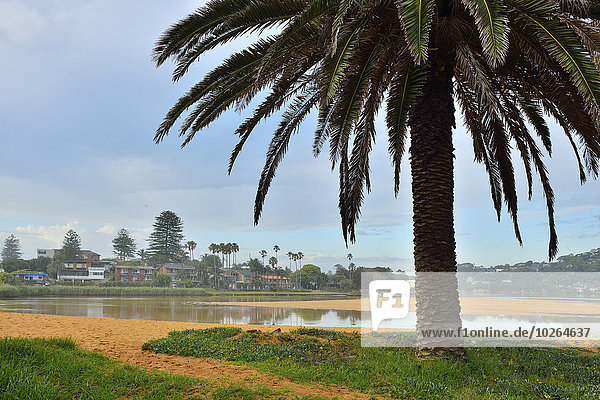 Palm Tree by Coast Lake  North Narrabeen  New South Wales  Australia