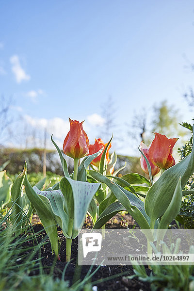 Close-up of Garden Tulip (Tulipa) Blossoms in Spring  Bavaria  Germany