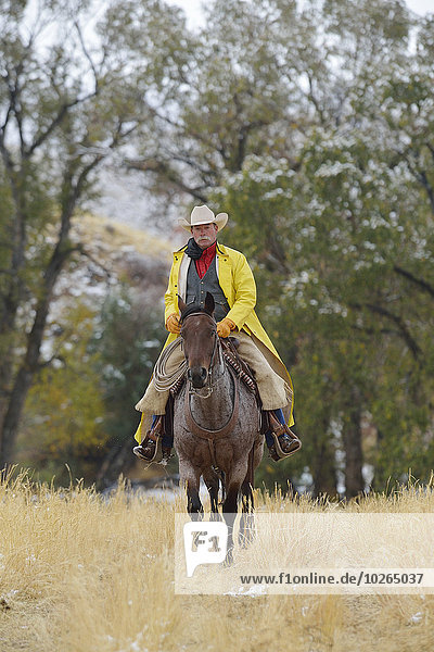 Cowboy Riding Horse  Rocky Mountains  Wyoming  USA