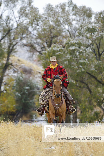 Cowboy Riding Horse  Rocky Mountains  Wyoming  USA