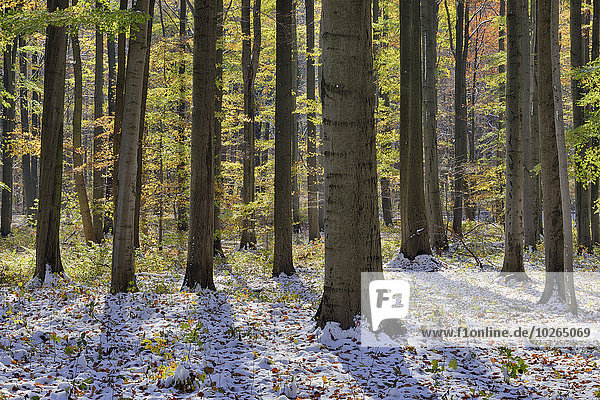 Beech forest in autumn with first snow  Hainich National Park  Thuringia  Germany