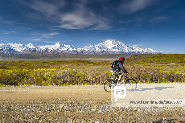 Bicyclist on the park road with Mt. McKinley and the Alaska Range in the background  Interior Alaska  Summer