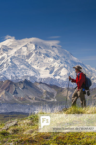 Hiker on a hillside in front of Mt. McKinley and Muldrow Glacier  Denali National Park  Interior Alaska  summer
