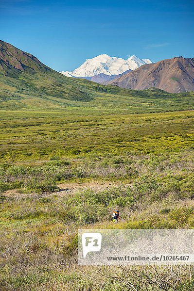 A man hiking on tundra with Mount McKinley in the background  Denali National Park  Interior Alaska  Summer
