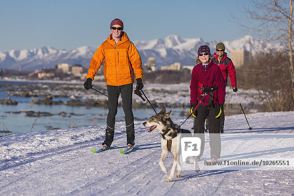 People cross country ski and skijor with an Alaska Husky on the Tony Knowles Coastal Trail near Earthquake Park with Anchorage skyline in the background  Cook Inlet  Southcentral Alaska
