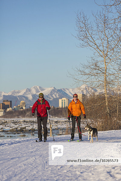 Two people cross country ski and skijor with an Alaska Husky on the Tony Knowles Coastal Trail near Earthquake Park with Anchorage skyline in the background  Cook Inlet  Southcentral Alaska