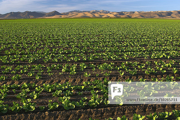 Vereinigte Staaten von Amerika USA Beleuchtung Licht spät Landwirtschaft Wachstum Tal Feld früh Salat Nachmittag Kalifornien