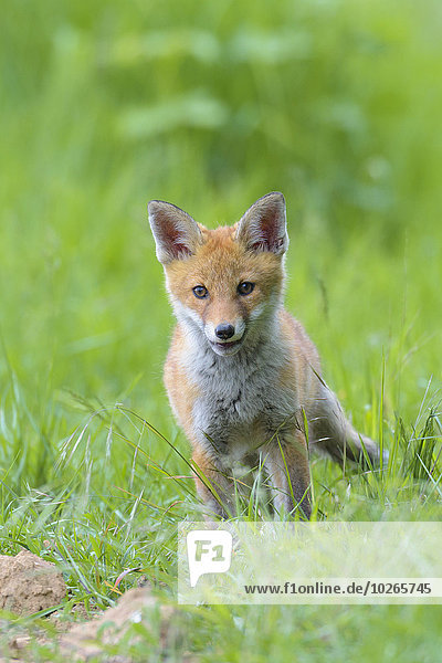 Young Red Fox (Vulpes vulpes)  Hesse  Germany