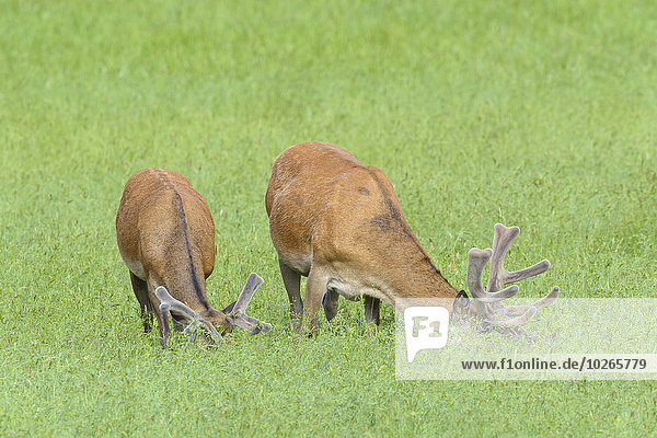 Red Deer (Cervus elaphus) in Summer  Bavaria  Germany