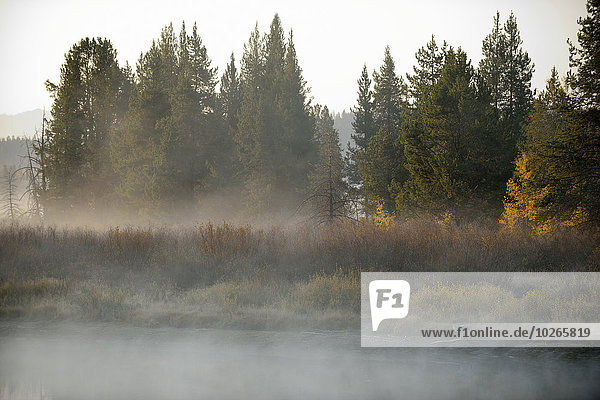 Vereinigte Staaten von Amerika USA Wasser Kojote Canis latrans Ecke Ecken Morgen Nebel Wyoming