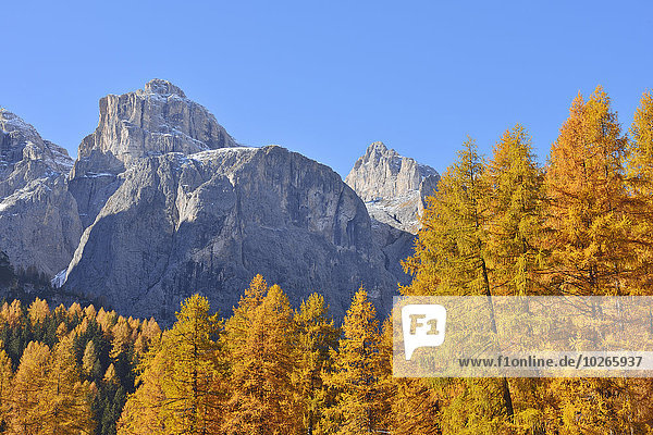 Berg europäisch Wald Hintergrund Alpen Herbst Dolomiten Lärche Laub Italien