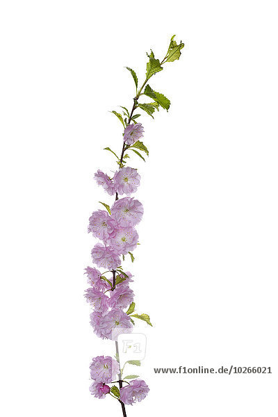 Studioaufnahme Kirsche weiß Blüte Hintergrund Pflaume japanisch