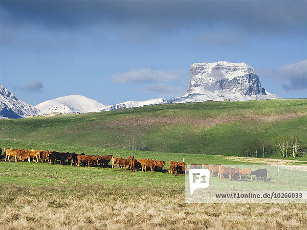 hoch oben Berg Felsen grün schwarz Hintergrund Rind rot Wiese vorwärts Bündel bedecken Alberta Rindfleisch Kanada vieh Schnee