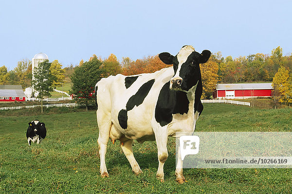 Vereinigte Staaten von Amerika USA Hausrind Hausrinder Kuh Gebäude Milchprodukt grün Hintergrund Wiese Holstein-Rind vieh neu
