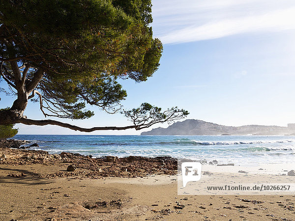 Strand Baum Sand Kiefer Pinus sylvestris Kiefern Föhren Pinie Balearen Balearische Inseln Mallorca Spanien
