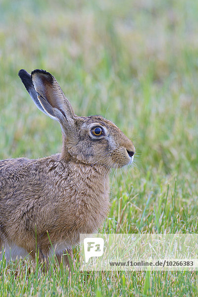 European Brown Hare (Lepus europaeus) in Summer  Hesse  Germany