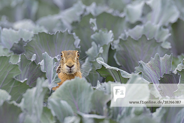 European Brown Hare (Lepus europaeus) in Red Cabbage Field in Summer  Hesse  Germany