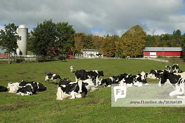 Vereinigte Staaten von Amerika USA Hausrind Hausrinder Kuh nahe Farbaufnahme Farbe ruhen Gebäude Milchprodukt grün Hintergrund früh Herbst New York City Wiese Holstein-Rind vieh